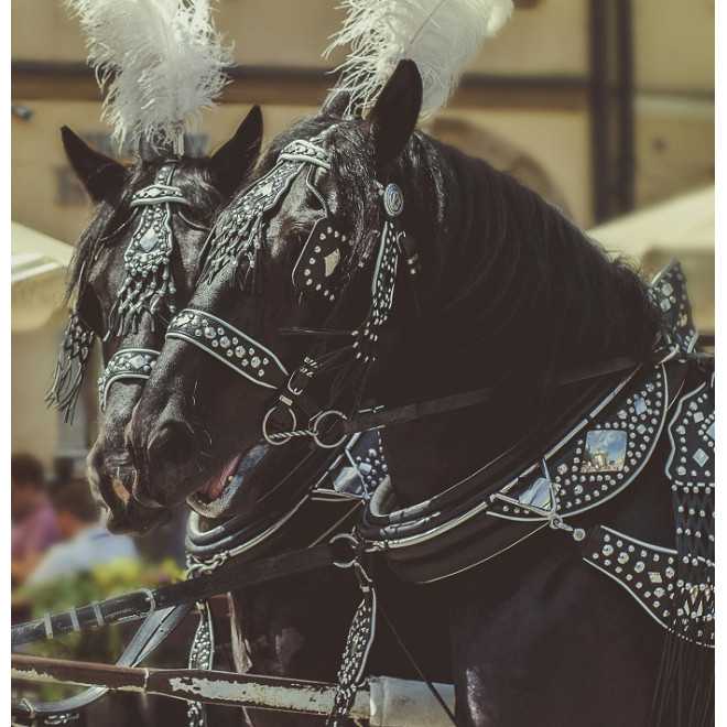 PÓŁKOLA RYMARSKIE 50/5 ZGRZEWANE