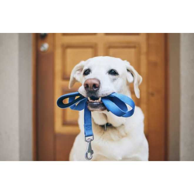 TAŚMA NOŚNA 20 mm szerokości