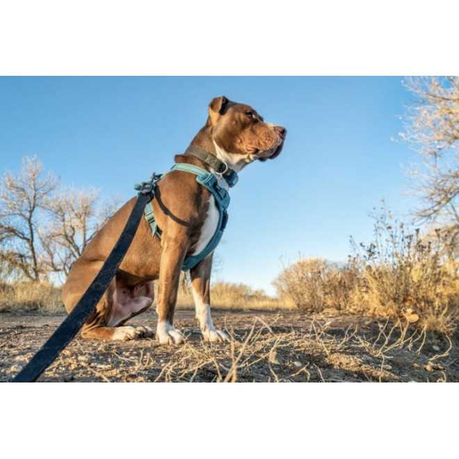 TAŚMA NOŚNA 25 mm szerokości